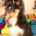 honden foto 