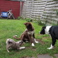 honden foto Shasje Spelen met de hondjes van broerlief ( ook 2 Borders )