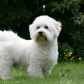 honden foto Dhani Fotoshoot!