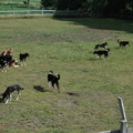 honden foto 