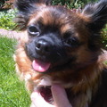 honden foto 
