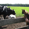 honden foto Zo heey die beesten zijn groot