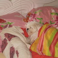 honden foto Ruimteeeeeeeeeee vrouwtje is uit bed, ik heb de uitslaap