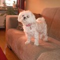 honden foto 26-08-2011

Zou er eindelijk wat lekkers voor mij aankomen, ik ruik wel wat