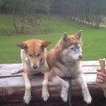 honden foto 