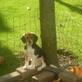 honden foto 