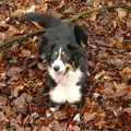 honden foto Mila in de blaadjes