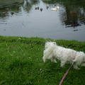 honden foto 10-09-2011

Snuffel de snuffel