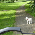 honden foto 10-09-2011

Yup yup lekker weg, het park in