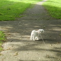 honden foto 10-09-2011

Vrouwtje, gaan we links af, rechts af, of rechtdoor