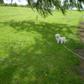 honden foto 10-09-2011

Lekker weg met het vrouwtje, de zon schijnt
