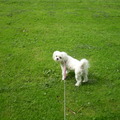 honden foto 10-09-2011

Kom vrouwtje, waar blijf je