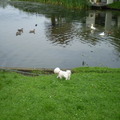 honden foto 10-09-2011

Bij de vijver, en Chicka vind het nog steeds raar, de zwemmende eendjes
