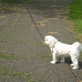 honden foto 10-09-2011

Genieten van de zon, Chicka staat ervoor