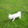 honden foto 10-09-2011

Heerlijk in het gras