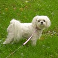 honden foto 11-09-2011

CHICKA M,N LIEF