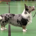 honden foto Welsh Corgi Cardigan Blue Merle