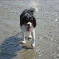 honden foto 