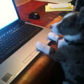 honden foto Puppy(computer)Cursus