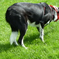 honden foto 