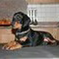 honden foto 