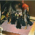 honden foto 