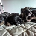 honden foto reutjes
