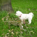 honden foto 16-09-2011

CHICKA OP DE UITKIJK