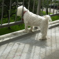 honden foto 15-09-2011

ZIE IK FLEUR EN HET VROUWTJE NOU ECHT NIET