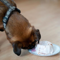 honden foto 1e verjaardag Skip