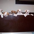 honden foto en de hele gang bij elkaar!