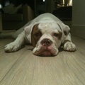 honden foto Pfffff