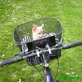 honden foto 