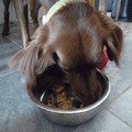 honden foto mmmm pannenkoeken met pindakaas en kaas...
