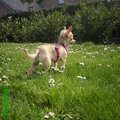 honden foto f me neus in de wind