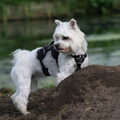honden foto Amy op de uitkijk