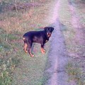 honden foto onderweg naar de hei 