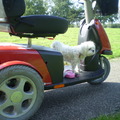 honden foto 24-09-2011

CHICKA OP DE UITKIJK, OP DE SCOOTMOBIEL