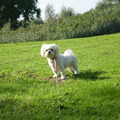 honden foto 24-09-2011

CHICKA
