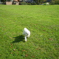 honden foto 24-09-2011

RENNENDE CHICKA