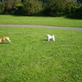 honden foto 24-09-2011

VROUWTJE MAG IK SPELEN