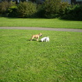 honden foto 24-09-2011

OHH PITSTOP ONDER HET SPELEN, IK RUIK IETS