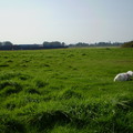 honden foto 25-09-2011

WAT RUIST ER DOOR HET STRUIKGEWAS, CHICKA DUS
