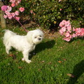 honden foto 25-09-2011

CHICKA