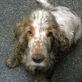 honden foto 