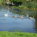 honden foto 28-09-2011

