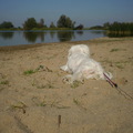 honden foto 28-09-2011

CHICKA LIGT EVEN UIT TE RUSTEN