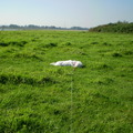 honden foto 28-09-2011

CHICKA LIGT TE ZONNEN, BIJ DE WATERWEG OP DEZE MOOIE ZONNIGE DAG