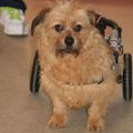 honden foto Ada in Opvang.Ze komt uit Roemenie. Ze krijgt therapie om weer wat kracht in haar pootjes te krijgen,helaas zijn de breuken te oud en zal ze nooit 
meer volledig zelfstandig kunnen lopen.