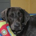 honden foto lieve Bo in ons gastgezin